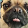 maddiepugs111